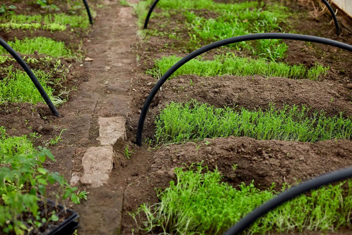 Montaż systemu nawadniania kropelkowego - instrukcja dla początkujących